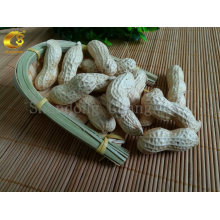 Good Quality Peanut in Shell Materials
